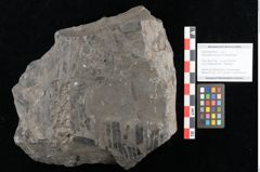Foto (Objekt + Etikett) von Zamiostrobus lunzensis Ettingshausen (NHMW-GEO-2024-0188-10602)
